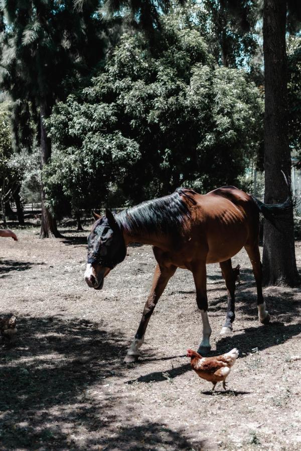 Quinta Do Cerrado Setubal Konuk evi Dış mekan fotoğraf
